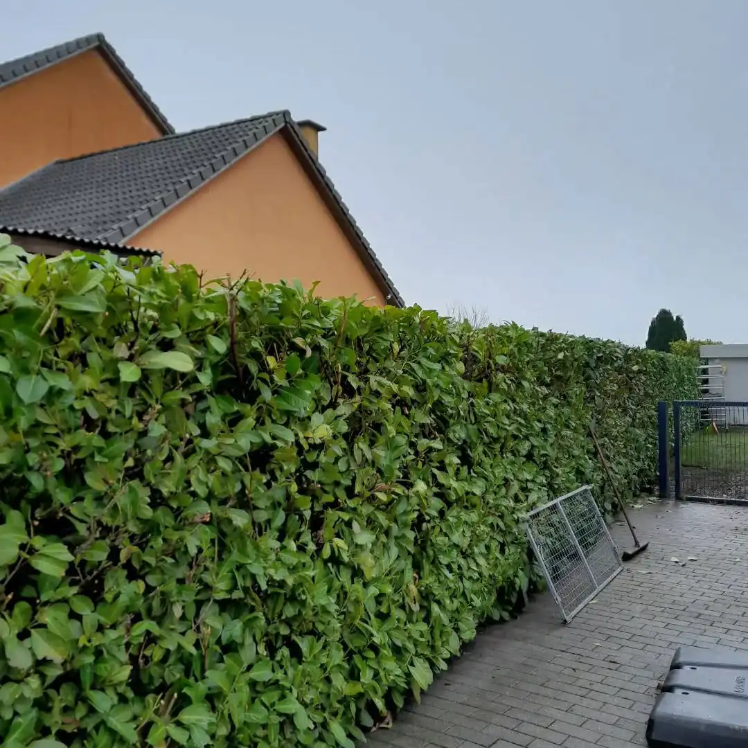 Entretien et création de jardin en Belgique